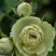 Роза ГРИН ДАЙМОНД миниатюрная в Мозыре