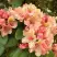 Рододендрон ФЛАУТАНДО в Мозыре