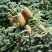 Пихта благородная в Мозыре