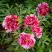 Пион РЕД ВИЗ ПИНК древовидный в Мозыре