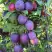 Слива БЛЮ СВИТ колонновидная в Мозыре