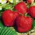 Клубника ВИМА ЗАНТА в Мозыре