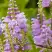 Физостегия РОЗЕЯ виргинская в Мозыре
