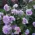 Роза ЛАВ СОНГ флорибунда в Мозыре