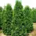 Туя ПИРАМИДАЛИС КОМПАКТА западная в Мозыре