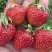 Клубника ВИМА ЗАНТА в Мозыре