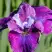 Ирис СИ Я ЛЕЙТЕР сибирский в Мозыре