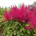 Астильба САННИ ДЕЙ гибридная в Мозыре