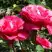 Роза ВИЕН РОУЗ чайно-гибридная в Мозыре