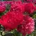 Пион БЕЛГРАВИЯ травянистый в Мозыре