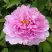 Пион ПРОЗРАЧНАЯ РОСА древовидный в Мозыре