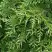 Туя СМАРАГД ВАРИЕГАТА западная в Мозыре