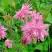 Аквилегия БАРЛОУ ПИНК гибрид МакКаны в Мозыре
