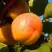 Абрикос СПАДЧЫНА в Мозыре