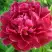 Пион КИТАЙСКИЙ ШЕЛК травянистый в Мозыре