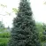 Пихта белая в Мозыре