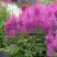 Астильба АМЕТИСТ Арендса в Мозыре