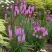 Лиатрис РОЗЕА колосковая в Мозыре