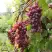 Виноград КИШМИШ ЗАПОРОЖСКИЙ в Мозыре