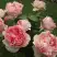 Роза ФИЛИНГ чайно-гибридная в Мозыре