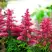 Астильба ЮНИК КАРМИН гибридная в Мозыре