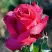 Роза ВИЕН РОУЗ чайно-гибридная в Мозыре