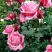 Роза ЭЙФЕЛЕВА БАШНЯ чайно-гибридная в Мозыре