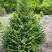 Ель КОМПАКТА обыкновенная в Мозыре