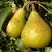 Груша ГЕНЕРАЛ ЛЕКЛЕРК в Мозыре