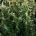 Туя ГОЛД ПЕРЛ западная в Мозыре