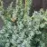 Можжевельник БЛЮ АЛЬПС китайский  в Мозыре