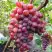 Виноград КРАСОТКА в Мозыре