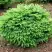 Ель НИДИФОРМИС обыкновенная в Мозыре