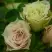 Роза ГРИН ДАЙМОНД миниатюрная в Мозыре