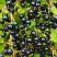 Смородина чёрная ИЗЮМНАЯ в Мозыре