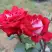 Роза АЛЬЯНС чайно-гибридная в Мозыре