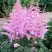 Астильба ГИАЦИНТ Арендса в Мозыре