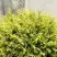 Туя ГОЛДЕН ГЛОБ западная в Мозыре