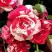 Роза ФАЙЕР ВОРКС миниатюрная в Мозыре