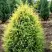 Можжевельник ГОЛД КОН обыкновенный в Мозыре