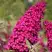 Буддлея давида РОЯЛ РЕД в Мозыре