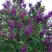 Сирень СУМЕРКИ в Мозыре