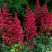 Астильба БУРГУНДИ РЕД Арендса в Мозыре