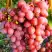 Виноград КИШМИШ КРАСНЫЙ в Мозыре