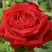 Роза СОФИ ЛОРЕН чайно-гибридная в Мозыре