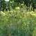 Василистник ГЛАУКУМ желтый в Мозыре