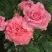 Роза ПЬЕР КАРДЕН чайно-гибридная в Мозыре