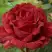 Роза РЕД ИНТУИШН чайно-гибридная в Мозыре