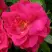 Роза ДЖОРДЖ ВАНКУВЕР флорибунда в Мозыре