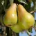 Груша КОНКОРД в Мозыре